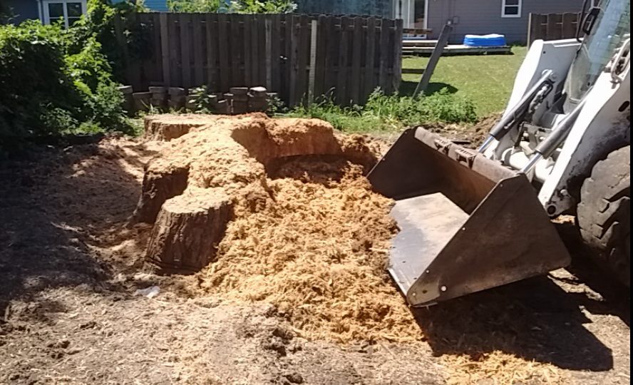 tree stump being removed for a customer with a stump grinder and cleaning up the woodchips with a bobcat skidloader in Omaha, Nebraska.